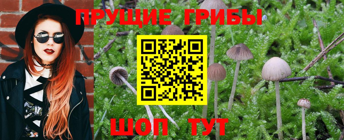 Галлюциногенные грибы Psilocybe Буйнакск